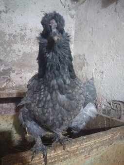 Mix hedvábnička - 3