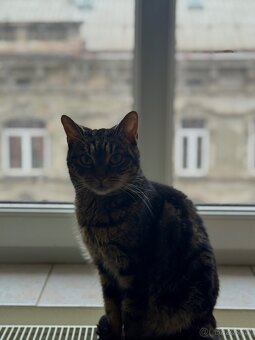 Daruji kočičku - 3