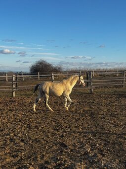 Welsh pony sekce B - 3