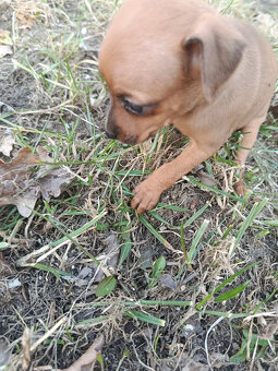 pražský krysaříkl - 3