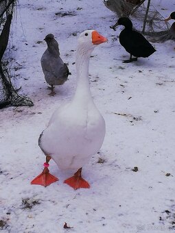 Houser loňský na chov - 3