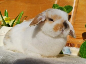 volná samička - minilop - 3