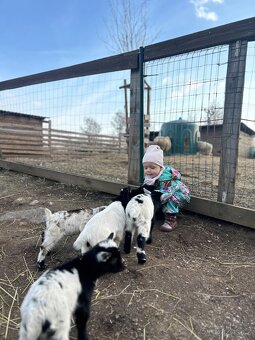 Holandský kozel - 3