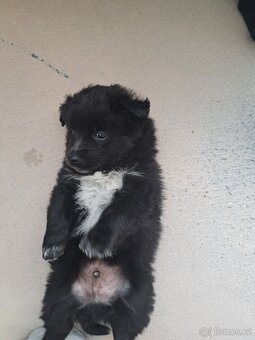 Špic X pomeranian - 3