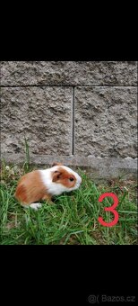 Prodám mladá morčátka - 3