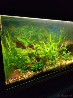 Daruji akvarijní šneky - 3