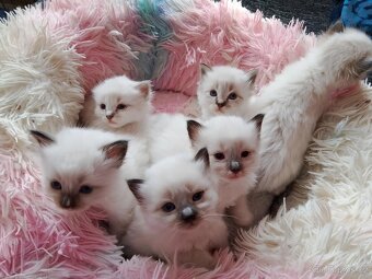 Luxusní Ragdoll koťátka bez PP k rezervaci - 3