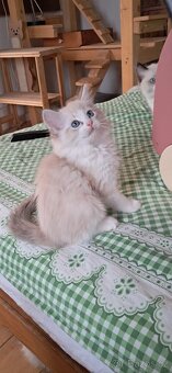 Koťátka ragdoll s PP - 3