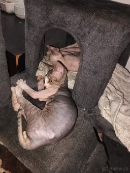 Sphynx koťátka - 3