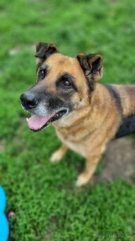ROXY K ADOPCI - vděčná, nenáročná seniorka - 3
