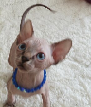 Kanadský sphynx - 3