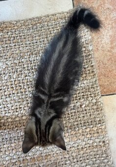 Whiskas kočička - 3