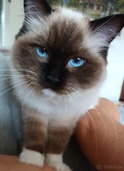 Kočička ragdoll seal mitted s PP - 3