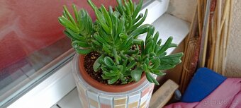 Tlustice ( crassula ovata) - 3