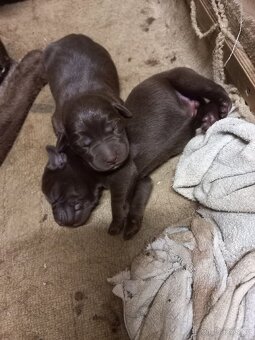 Labrador retrívr - 3