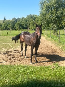 Qh valach na predaj - 3