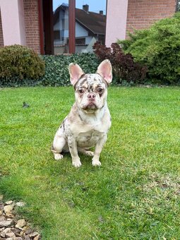 Francouzsky buldoček rojo tan merle fenka - 3