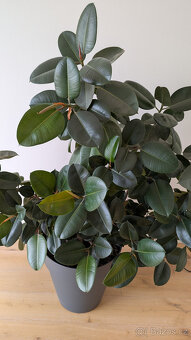Vzrostlá pokojová květina - fíkus (ficus elastica) - 3