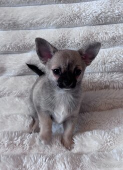 Krátkosrstá Čivava s PP - 3