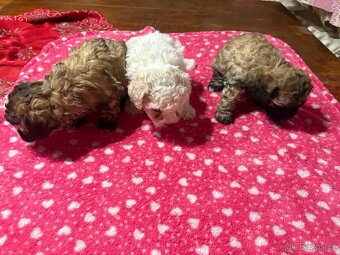 Boloňský psík bez PP - 3