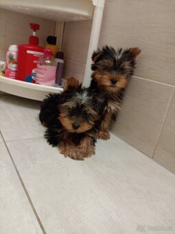 Jorkširsky teriér yorkširsky teriér - 3