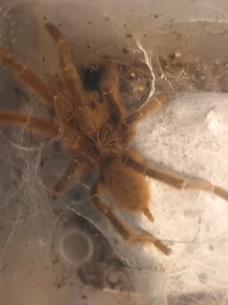 Pterinochilus murinus 2,3 - 3