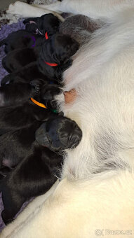 Černá štěňátka labradora s PP - 3