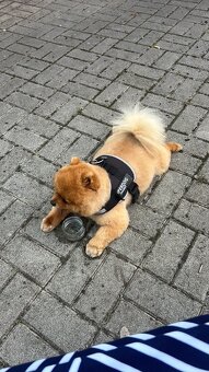 hledám fenku k nakrytí pomeraniana - 3