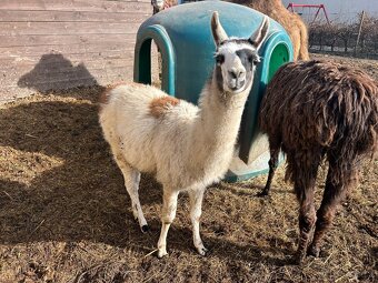 Lama krotká - 3