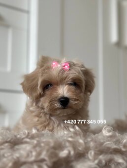 Maltipoo Caramel, fenka NANA - 3