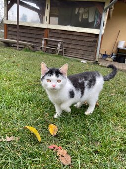 Darujeme koťata - 3