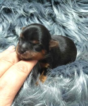 Biewer a black and tan Yorkshire Terrier s rodokmenem PP - 3