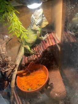 Leguán zelený + terárium a vybavení - 3