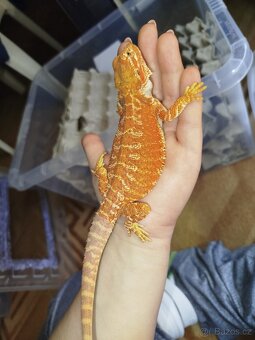 Mláďata agamy vousaté - 3