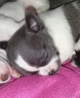 Čivava krátkosrstí pejsci - 3