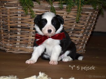 Pejsci border kolie - 3