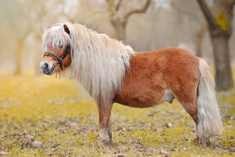 Připouštění hřebcem Shetland pony - 3