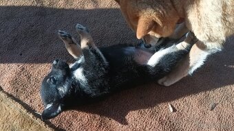 Štěňátko Shiba inu - 3
