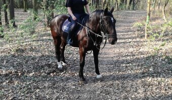 Starokladrubsky vranik - 3