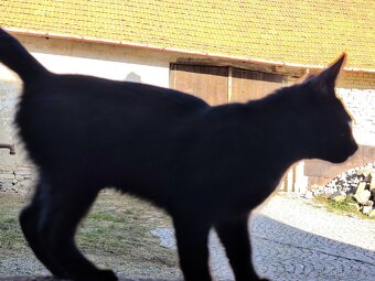 Daruji dva kocourky - 3