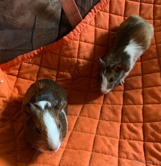 Morčata samečci - 3