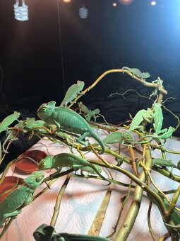 chameleon jemenský - 3