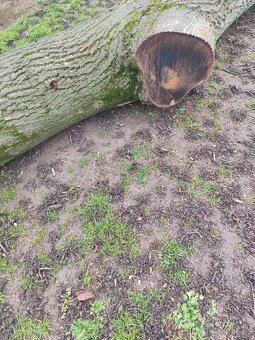 Prodám kmen ořechu - 3