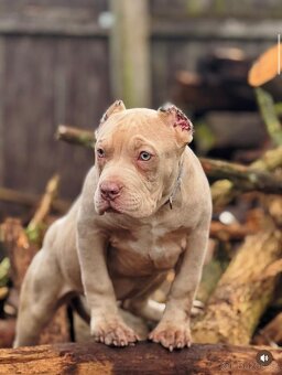 American bully - 3