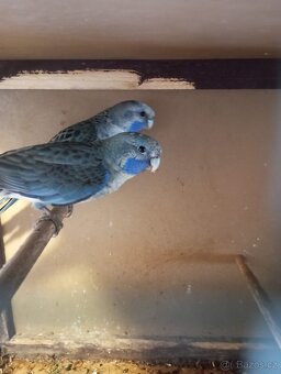 rosela penant modrá - 3