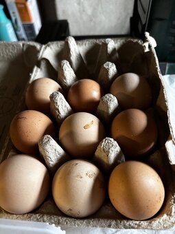 Nasadove vejce - Zerzejsky obr - 3