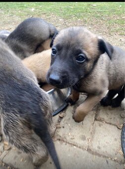 Belgický ovčák malinois 75% - 3