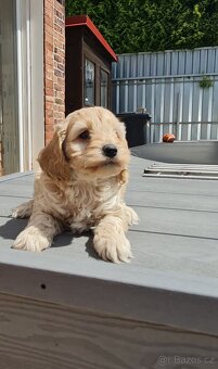 Cockapoo Cavapoo Maltipoo pudel - 3