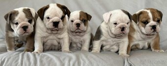 Anglicky Bulldog - 3