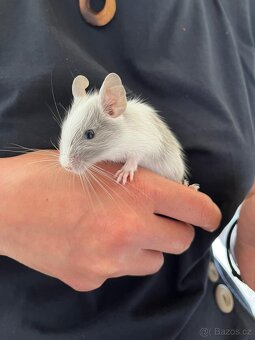 Osmák degu - mláďata - 3